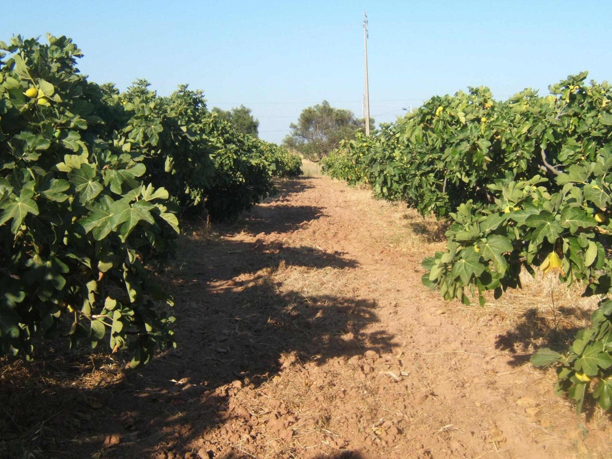 Quinta Da Fornalha - Santuario Agroecologico Vakantieboerderij Castro Marim